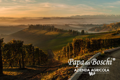 La Nocciola Piemonte IGP Papa dei Boschi, eccellenza per la tua gelateria.